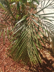 Chamaedorea seifrizii