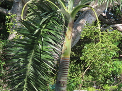 Pseudophoenix sargentii