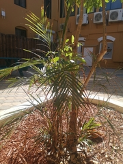 Chamaedorea seifrizii