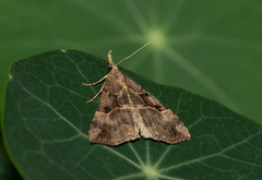 Hypena edictalis