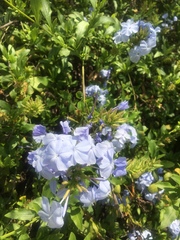 Plumbago