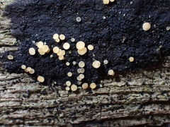 Bisporella subpallida