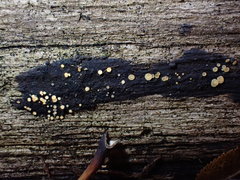 Bisporella subpallida