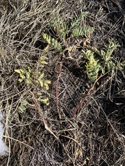 Astragalus bisulcatus