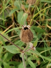 Silene latifolia alba