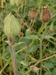 Silene latifolia alba