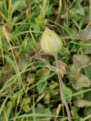 Silene latifolia alba