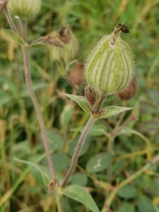 Silene latifolia alba