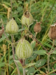 Silene latifolia alba