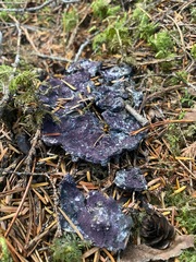 Bionectriaceae