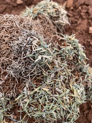 Astragalus simplicifolius