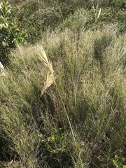 Pentameris curvifolia