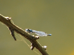 Cyanallagma interruptum