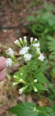 Ageratina jucunda