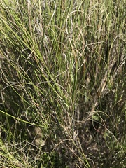 Pentameris curvifolia