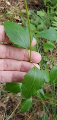 Ageratina jucunda
