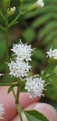 Ageratina jucunda