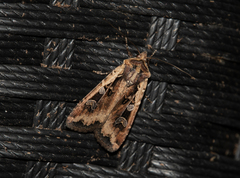 Euxoa ochrogaster