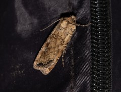 Euxoa ochrogaster
