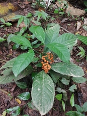 Palicourea racemosa
