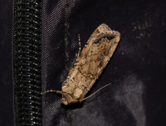 Euxoa ochrogaster