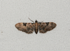 Eupithecia stellata