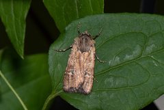 Euxoa ochrogaster