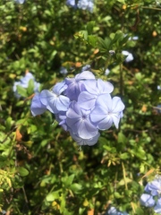 Plumbago