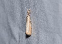 Agriphila plumbifimbriellus