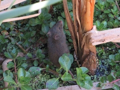 Abrothrix olivacea