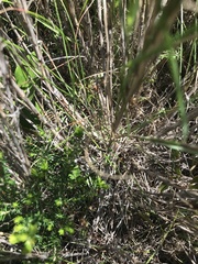 Pentameris curvifolia