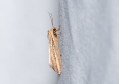 Hypocoena rufostrigata