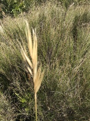 Pentameris curvifolia