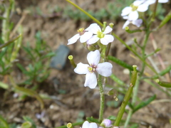 Dontostemon integrifolius