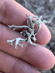 Xanthoparmelia chlorochroa