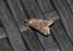 Loxostege munroealis