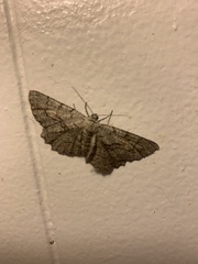 Cymatophora
