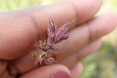 Chaenostoma campanulatum