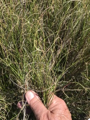 Pentameris curvifolia