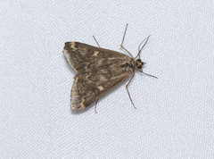 Loxostege munroealis