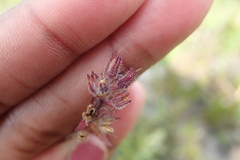 Chaenostoma campanulatum