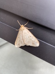 Erannis tiliaria