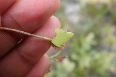 Chaenostoma campanulatum