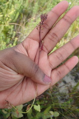 Chaenostoma campanulatum