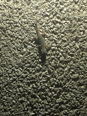 Tarentola mauritanica