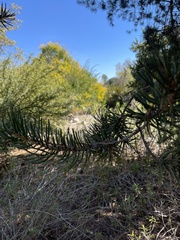 Pseudotsuga macrocarpa