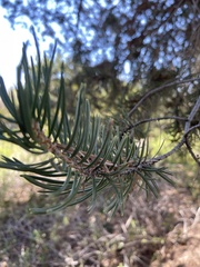 Pseudotsuga macrocarpa