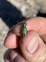 Cicindela decemnotata