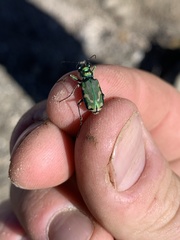 Cicindela decemnotata
