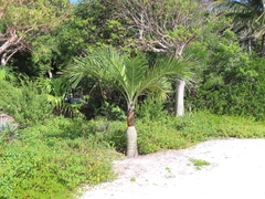 Pseudophoenix sargentii